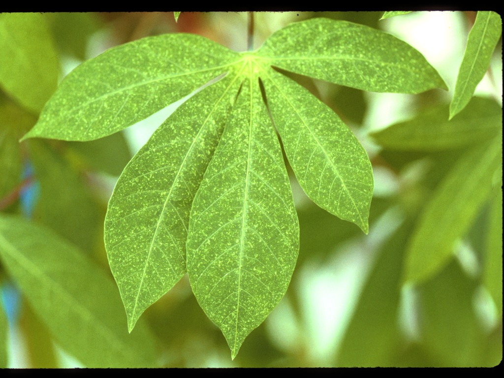 Cassava leaf with chlorotic (pale) spots caused by cassava mites. 